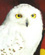 Hedwig (2)