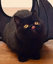 Cat Bat